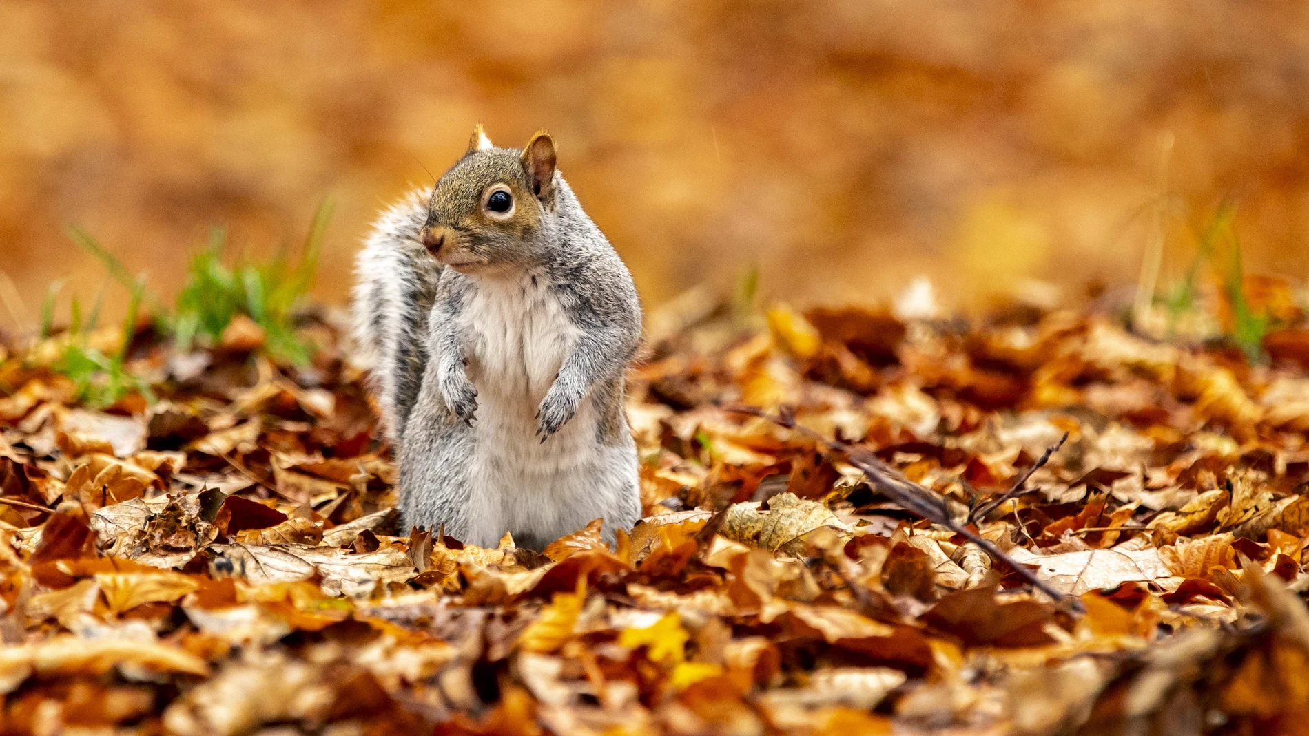Tendremos un día otoñal sin grandes cambios en las temperaturas