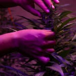 Cultivo de marihuana