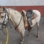 Detectan casos de fiebre del Nilo en caballos fuera de Sevilla
