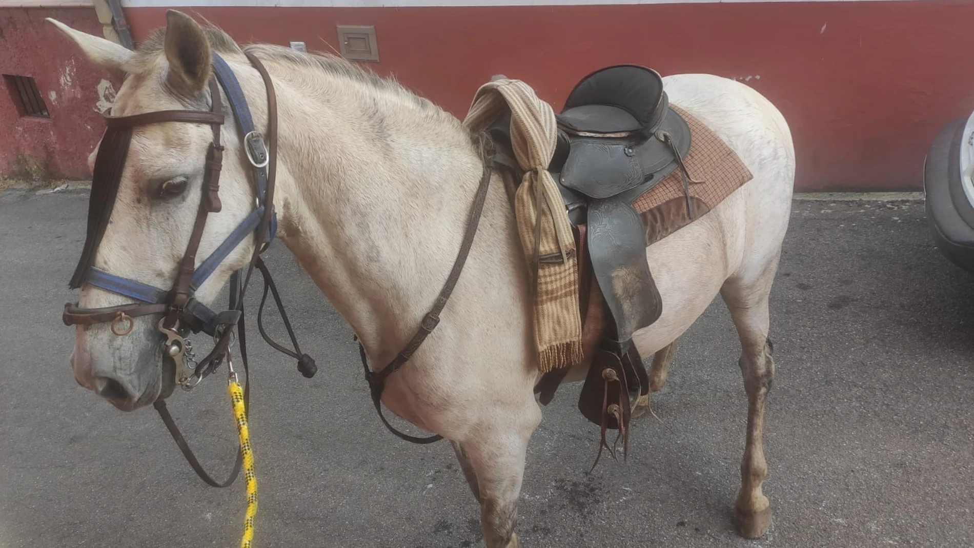 Detectados dos casos de Fiebre del Nilo en sendos caballos en Jerez de la Frontera (Cádiz) y Gibraleón (Huelva)
