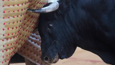 Ser ganadero de toros bravos hoy día es difícil de rentabilizar