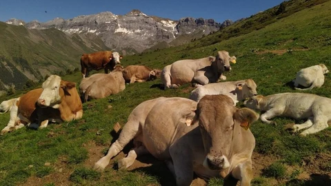 Vacas en un prado pirenaico