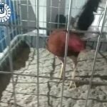 Rescatados 16 gallos mutilados para usarlos en peleas y detenido su criador