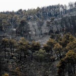 El incendio en Collado Mediano ya ha arrasado 83 hectáreas de monte