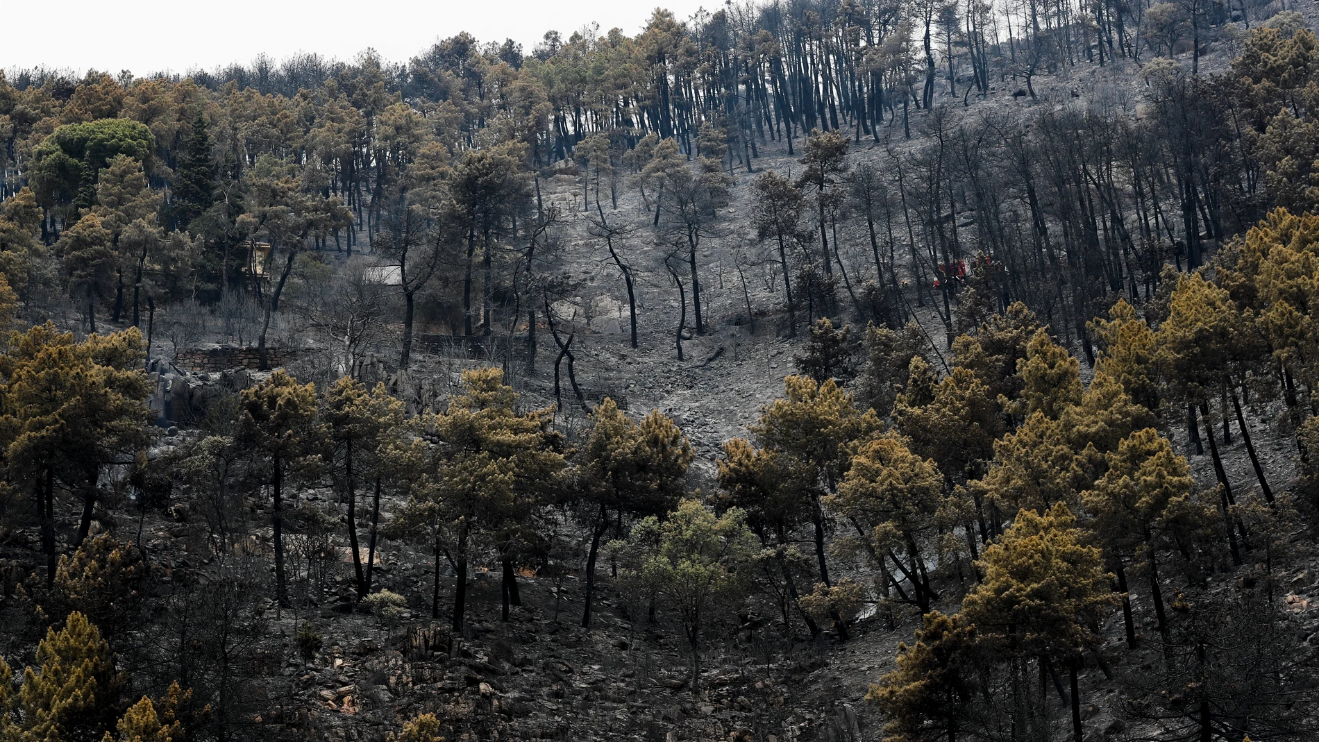 El incendio en Collado Mediano ya ha arrasado 83 hectáreas de monte