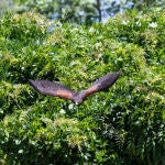 Un águila real en El Escorial