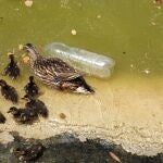 Una hembra de ánade real con sus crías nadando entre suciedad y una botella de plástico