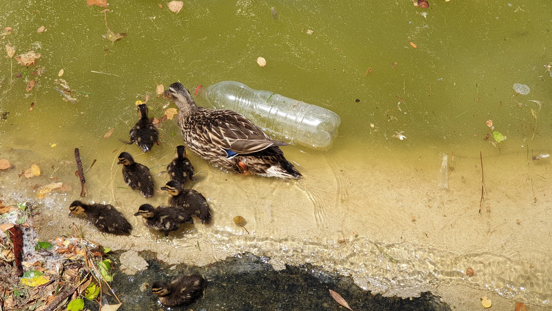 Una hembra de ánade real con sus crías nadando entre suciedad y una botella de plástico