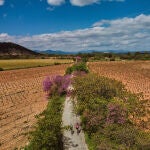Aunque también hay ciclistas, la mayor parte de los usuarios de las vías verdes de la Región son peatones