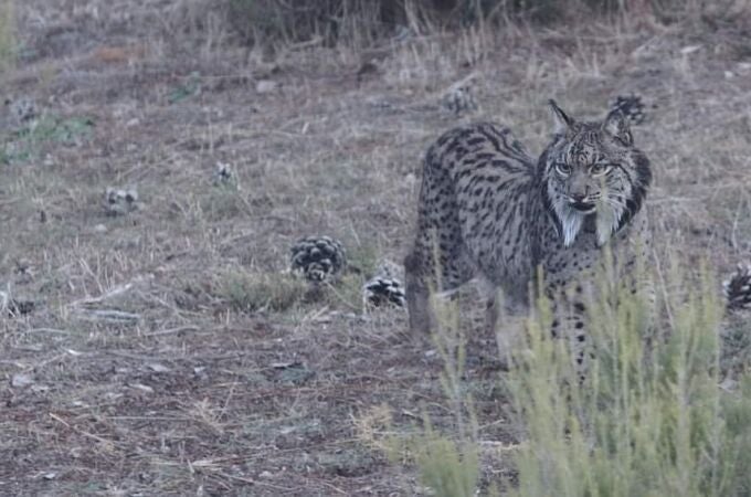 Imagen de un ejemplar de lince ibérico
