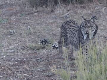 Imagen de un ejemplar de lince ibérico