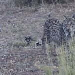 Imagen de un ejemplar de lince ibérico