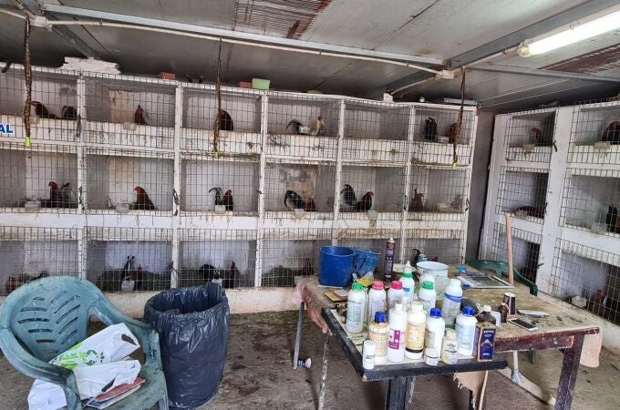 Desarticulada una organización criminal que distribuía cocaína y organizaba peleas ilegales de gallos