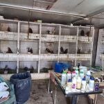 Desarticulada una organización criminal que distribuía cocaína y organizaba peleas ilegales de gallos