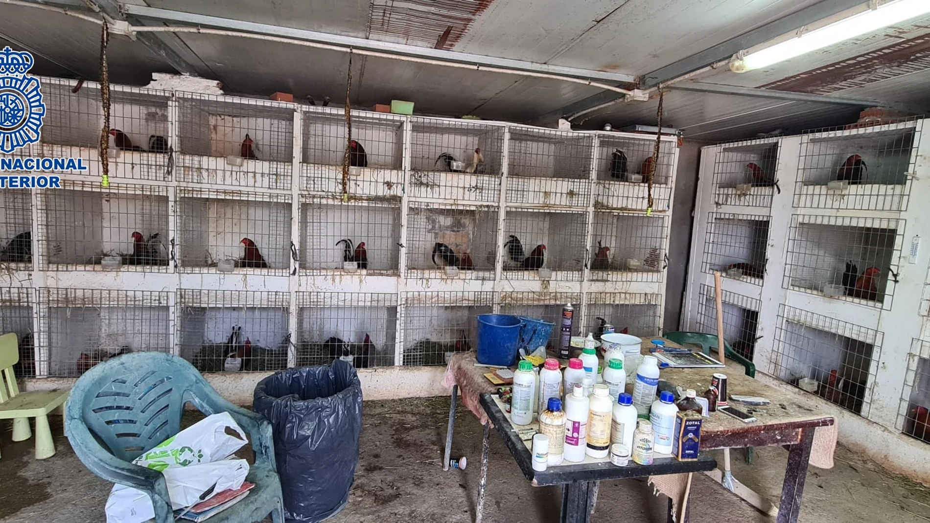 Desarticulada una organización criminal que distribuía cocaína y organizaba peleas ilegales de gallos