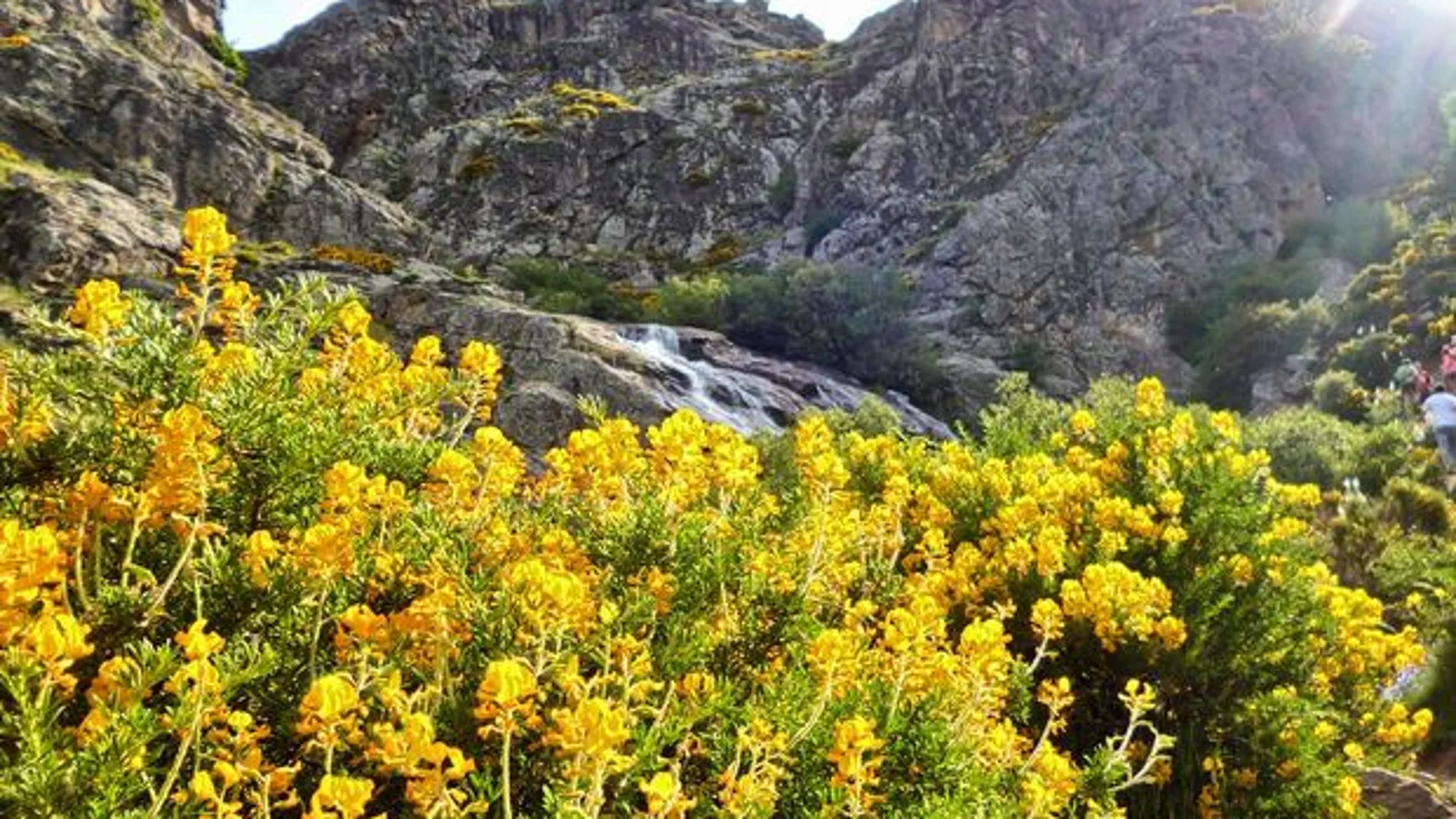 Cambroños en la sierra de Madrid