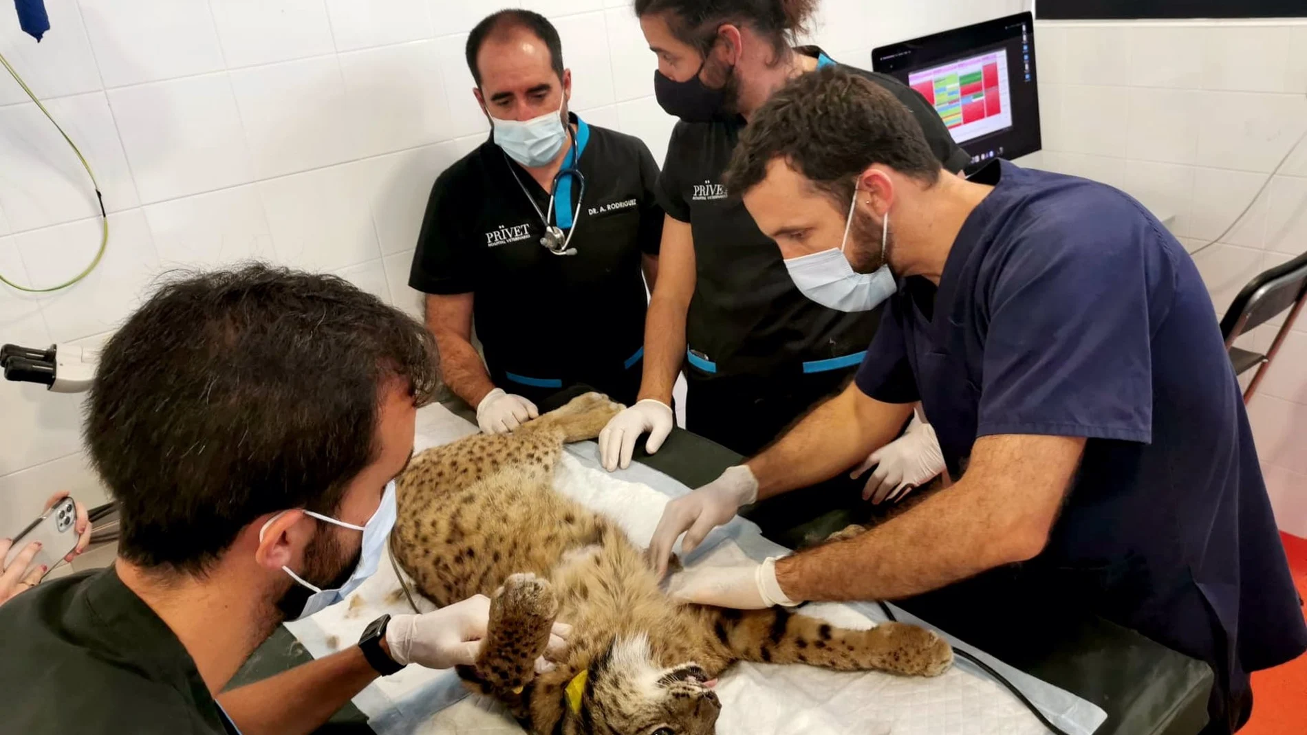 Un grupo de veterinarios examinan al lince "Damero"