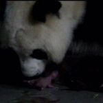 Parto de oso panda