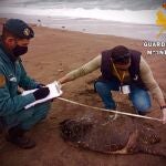 Hallan una tortuga boba sin vida en la playa de San José, en Almería
