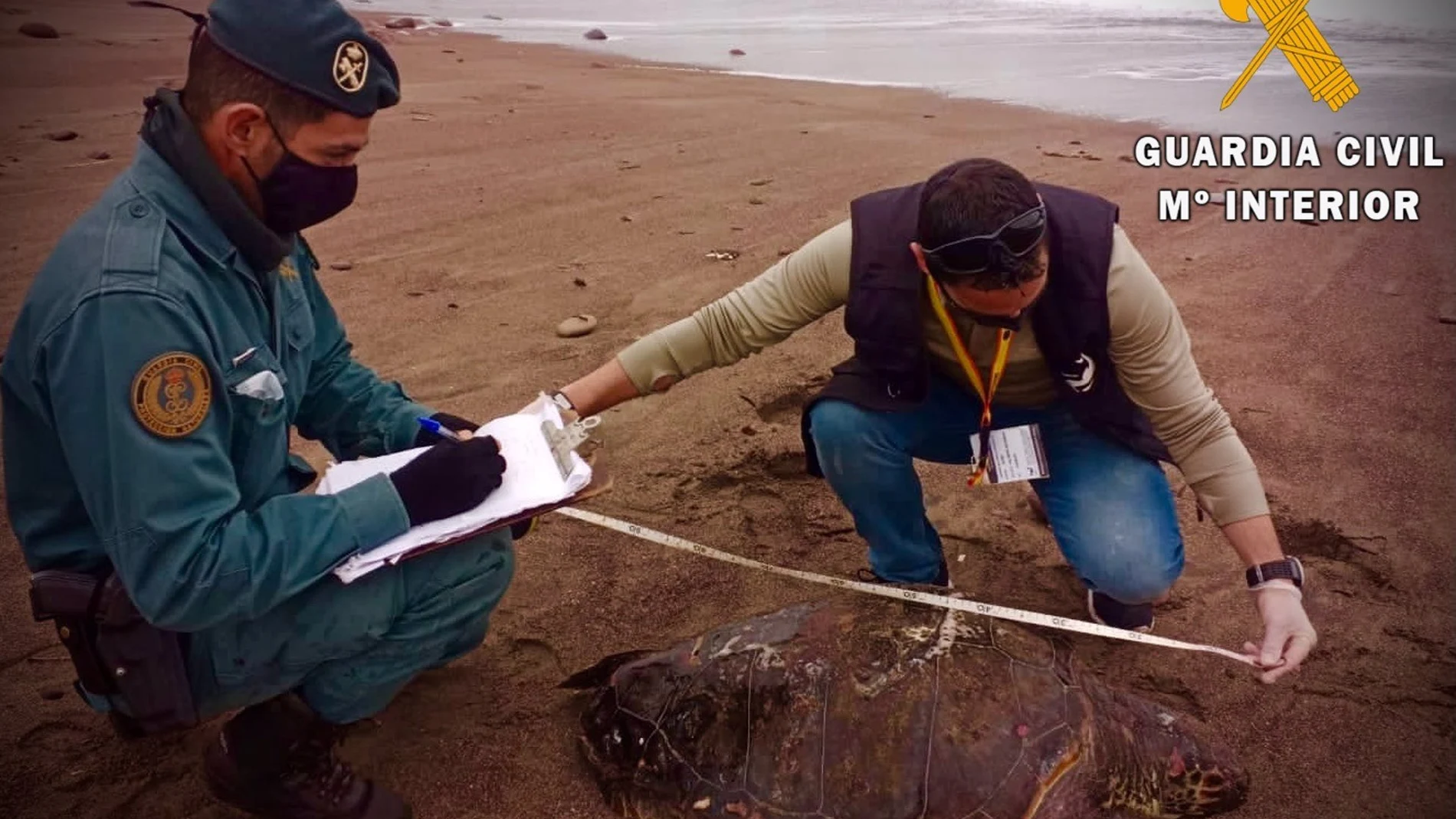 Hallan una tortuga boba sin vida en la playa de San José, en Almería