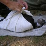 Recuperación de aves en la Comunidad de Madrid