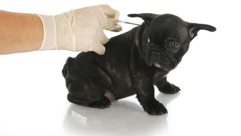 Implantación del microchip de identificación a un cachorro de bulldog francés