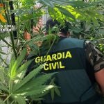 Un guardia civil en una plantación de marihuana