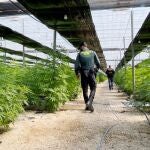 Un agente de la Guardia Civil en una finca en El Ejido, en Almería