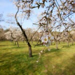 Detalles de las flores de los almendros en el Parque de la Quinta de los Molinos