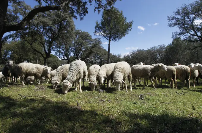 Castilla-La Mancha publica ayudas de hasta 60.000 euros para compensar el sacrificio de animales por viruela y tuberculosis