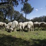 Un rebaño de ovejas en Boadilla (Madrid)