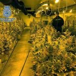 Marihuana intervenida