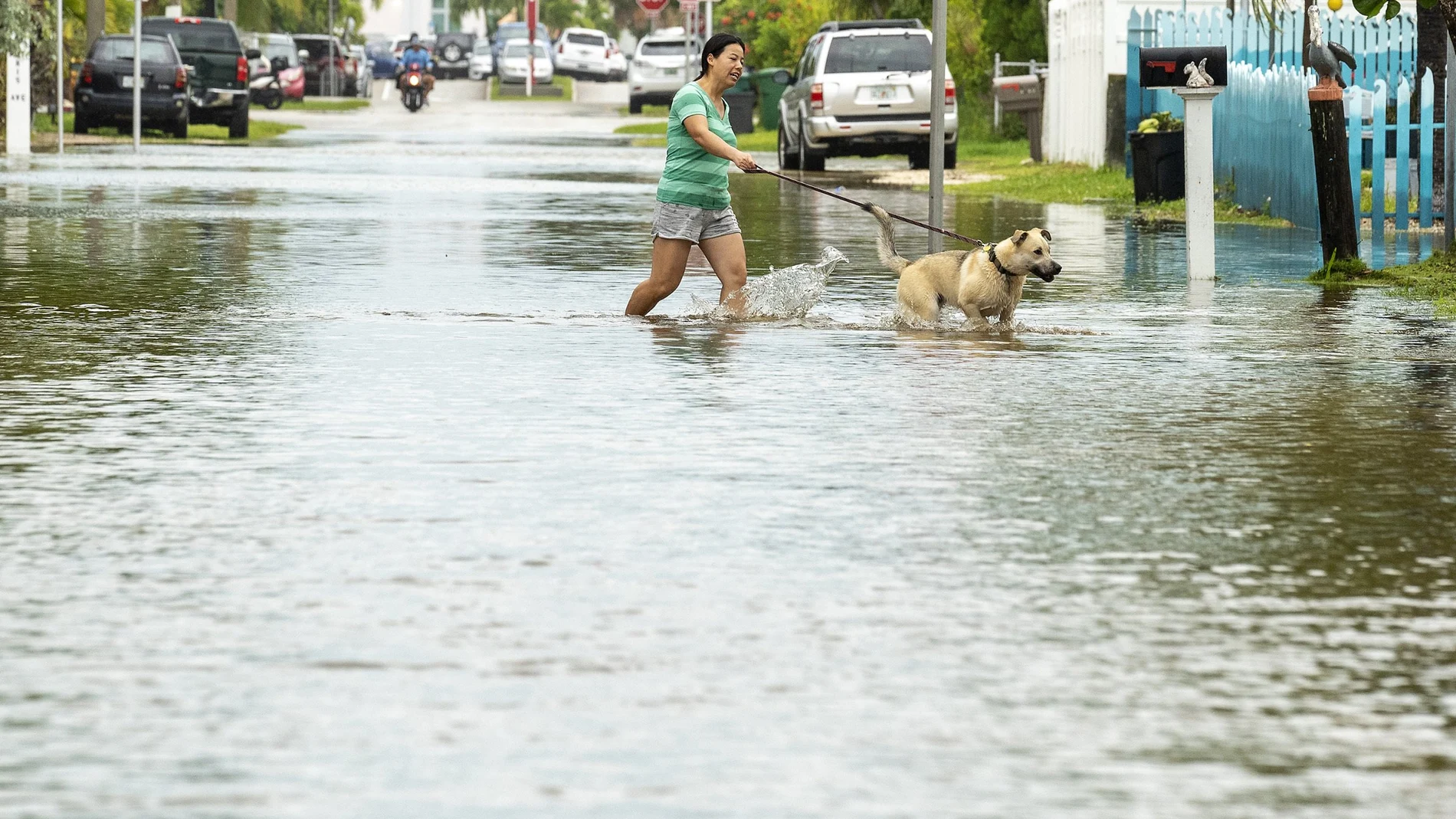 Un perro camina en medio de la riada de agua en Key West (Florida)