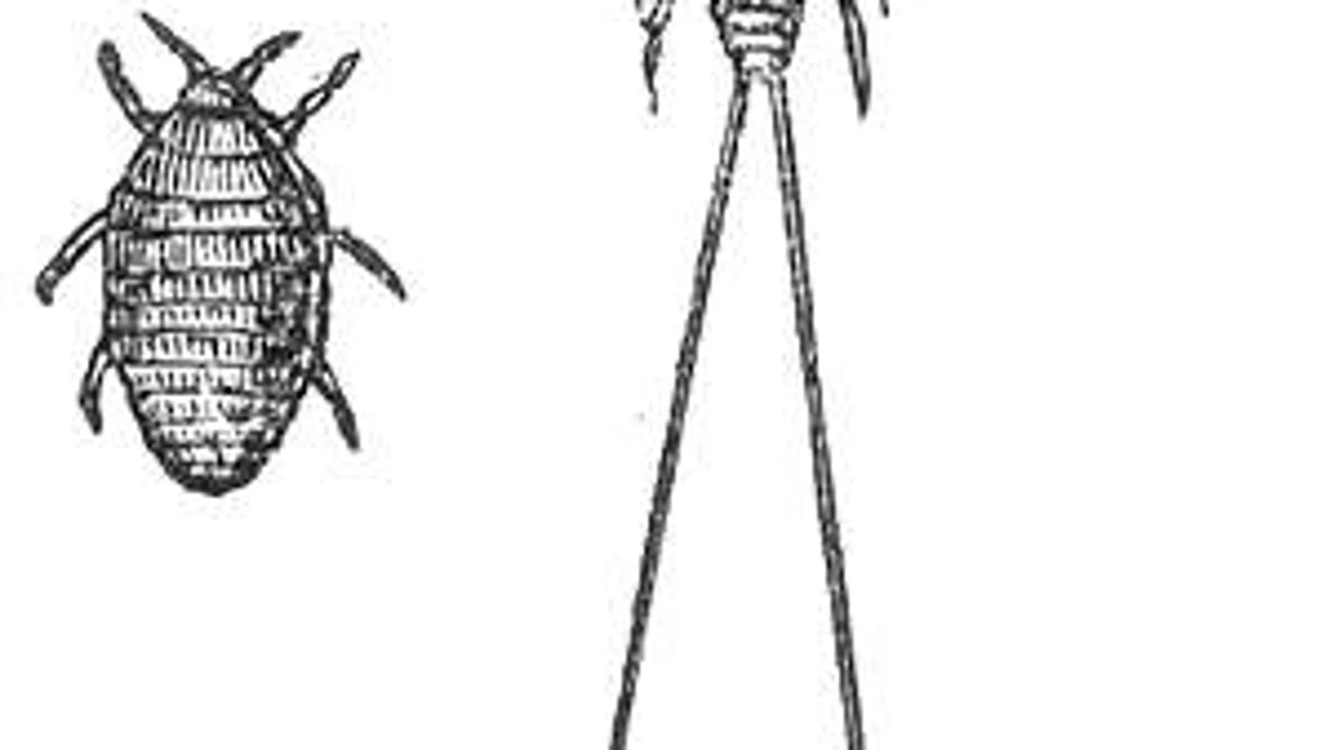 Hembra (izquierda) y macho (derecha) de cochinilla. Fuente: Wikipedia