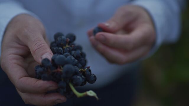 Vendimia de Bodegas Santalba, situado en La Rioja, al norte de España