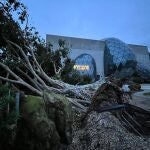 29 de septiembre de 2022, Estados Unidos, San Petersburgo: El llamado "Árbol de los deseos" en el Museo Dalí de San Petersburgo es derribado por los vientos del huracán Ian.
