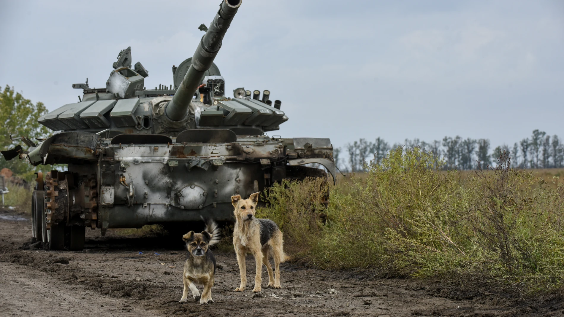 Perros junto a un carro de combate ruso capturado por soldados ucranianos en Jarkov