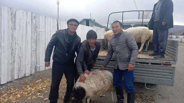 El gobierno regional de Tuva regala a cada familia una oveja con el fin de reclutar soldados para la guerra en Ucrania