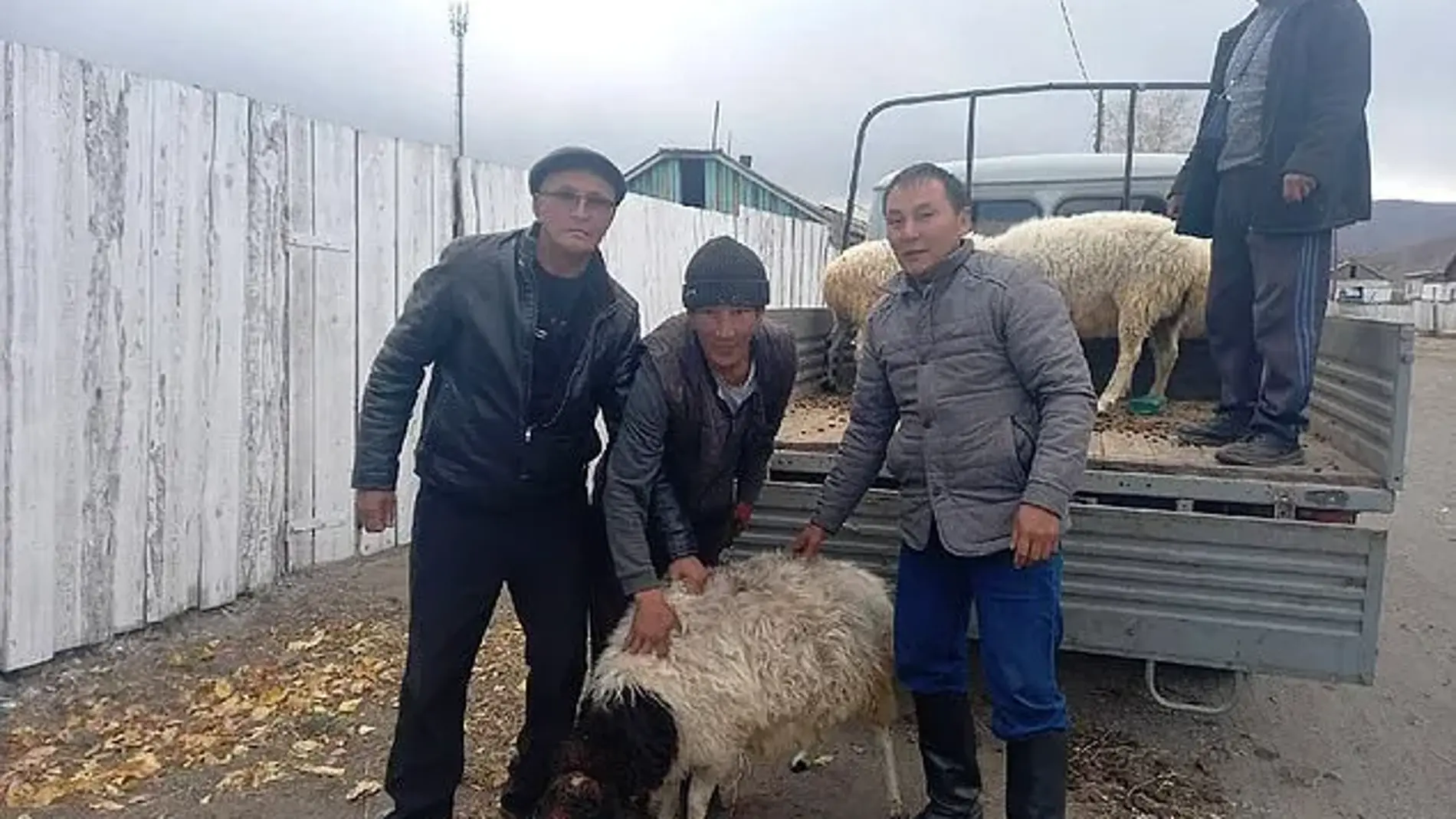 El gobierno regional de Tuva regala a cada familia una oveja con el fin de reclutar soldados para la guerra en Ucrania