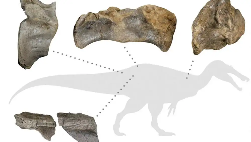 Restos fósiles encontrados en la Isla de Wight - Barker et al / vía Reuters