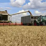Una cosechadora recoge trigo en un campo en el área de Járkov, en Ucrania, en julio de 2022.
