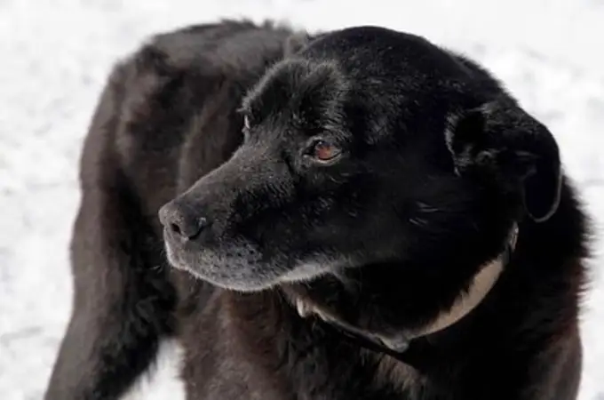 Tristeza en el Pirineo por la muerte de Norte, el perro guardián que custodiaba el Aneto