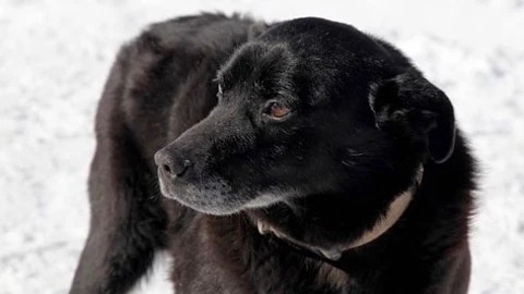 Norte, el perro guardián del Aneto