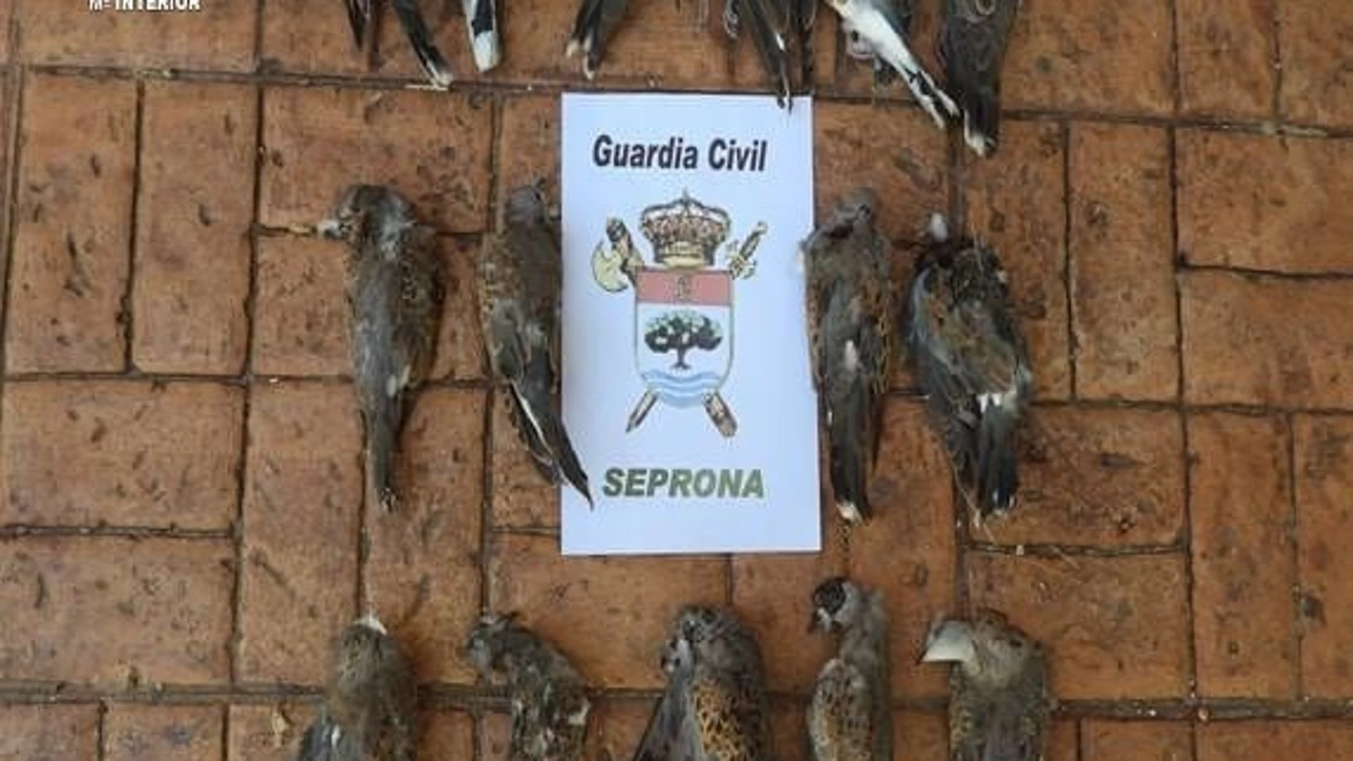 Tórtolas europeas, especie amenazada, abatidas en el Parque Natural Sierra Norte de Sevilla