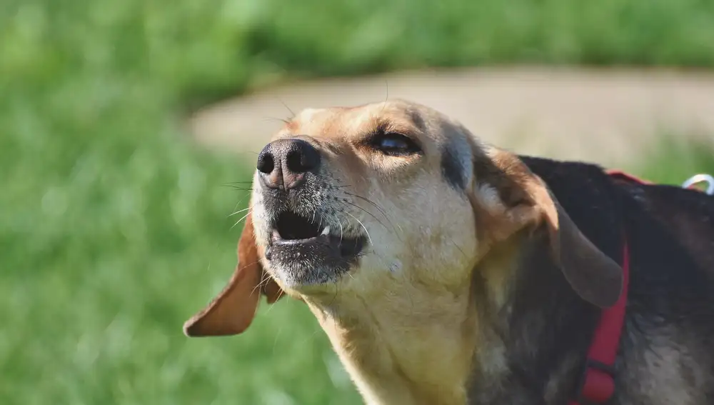 Perro ladrando