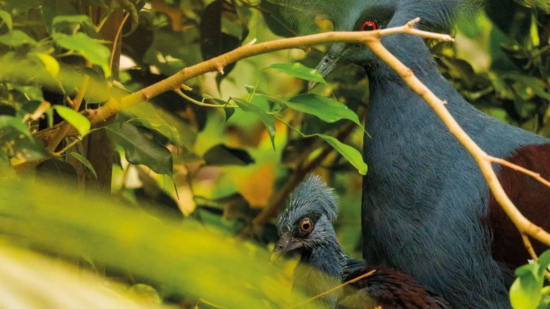 Cría de paloma coronada occidental nacida en Bioparc Fuengirola