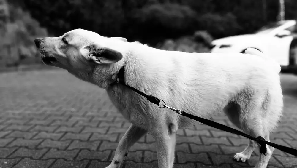 Perro atado ladrando