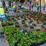 Operarios del Ayuntamiento sustituyen las plantas plantadas por los vecinos de Lavapies por flores