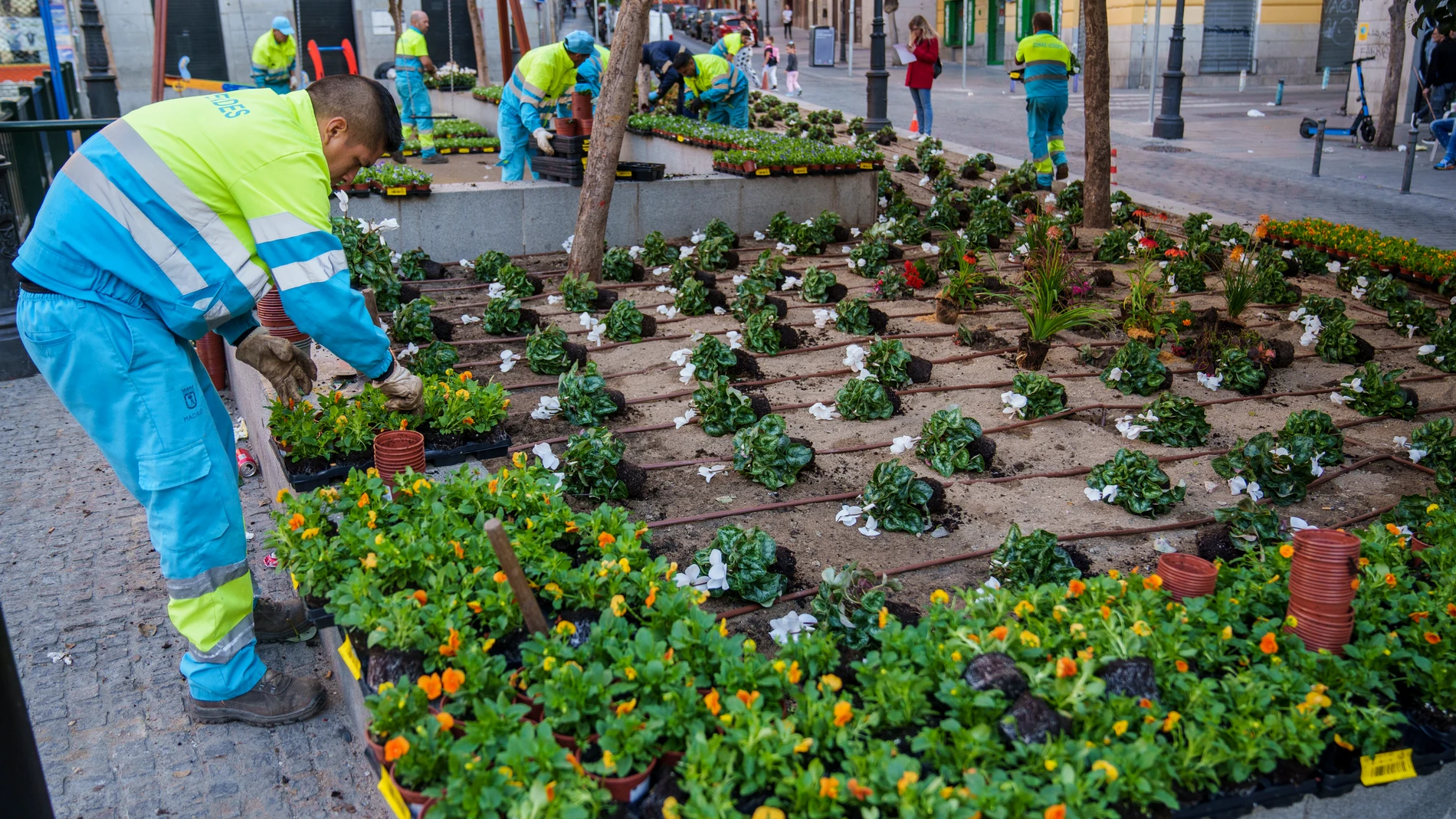 Operarios del Ayuntamiento sustituyen las plantas plantadas por los vecinos de Lavapies por flores
