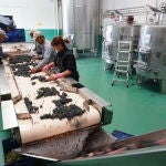 Selección de los racimos de uva en bodegas Vizar en Sardón de Duero